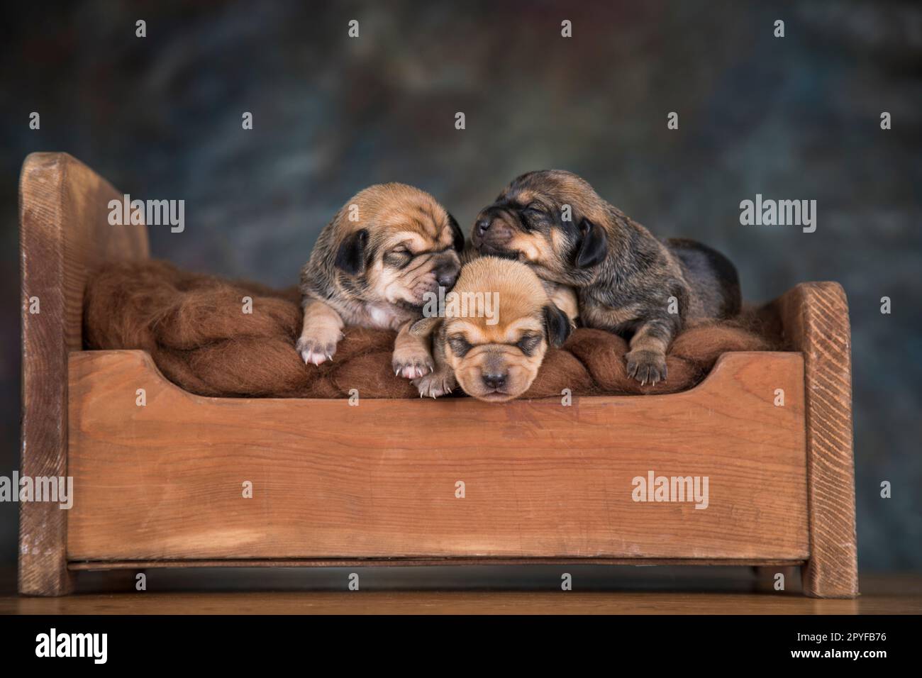 Little puppies sleeping in bed Stock Photo - Alamy