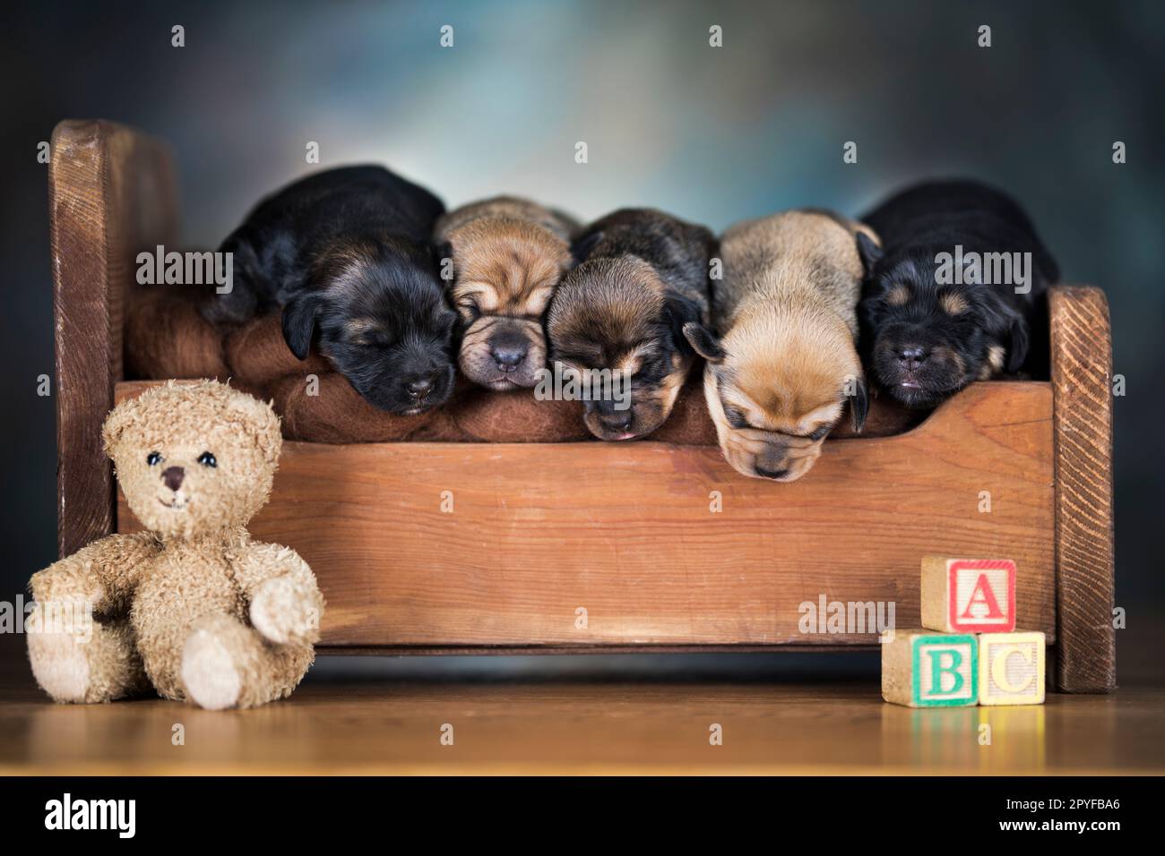 Little puppies sleeping in bed Stock Photo - Alamy