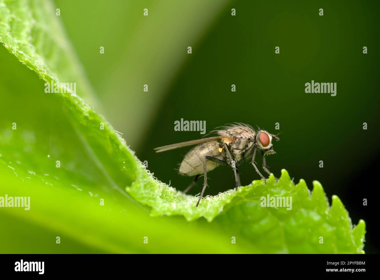 Single fly (genus Helina) sitting on a leaf, macro photography, insects, biodiversity, nature Stock Photo