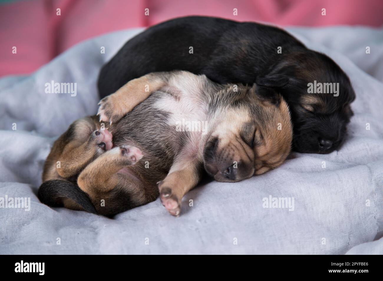 Cute puppy dog sleeping, animals concept Stock Photo - Alamy