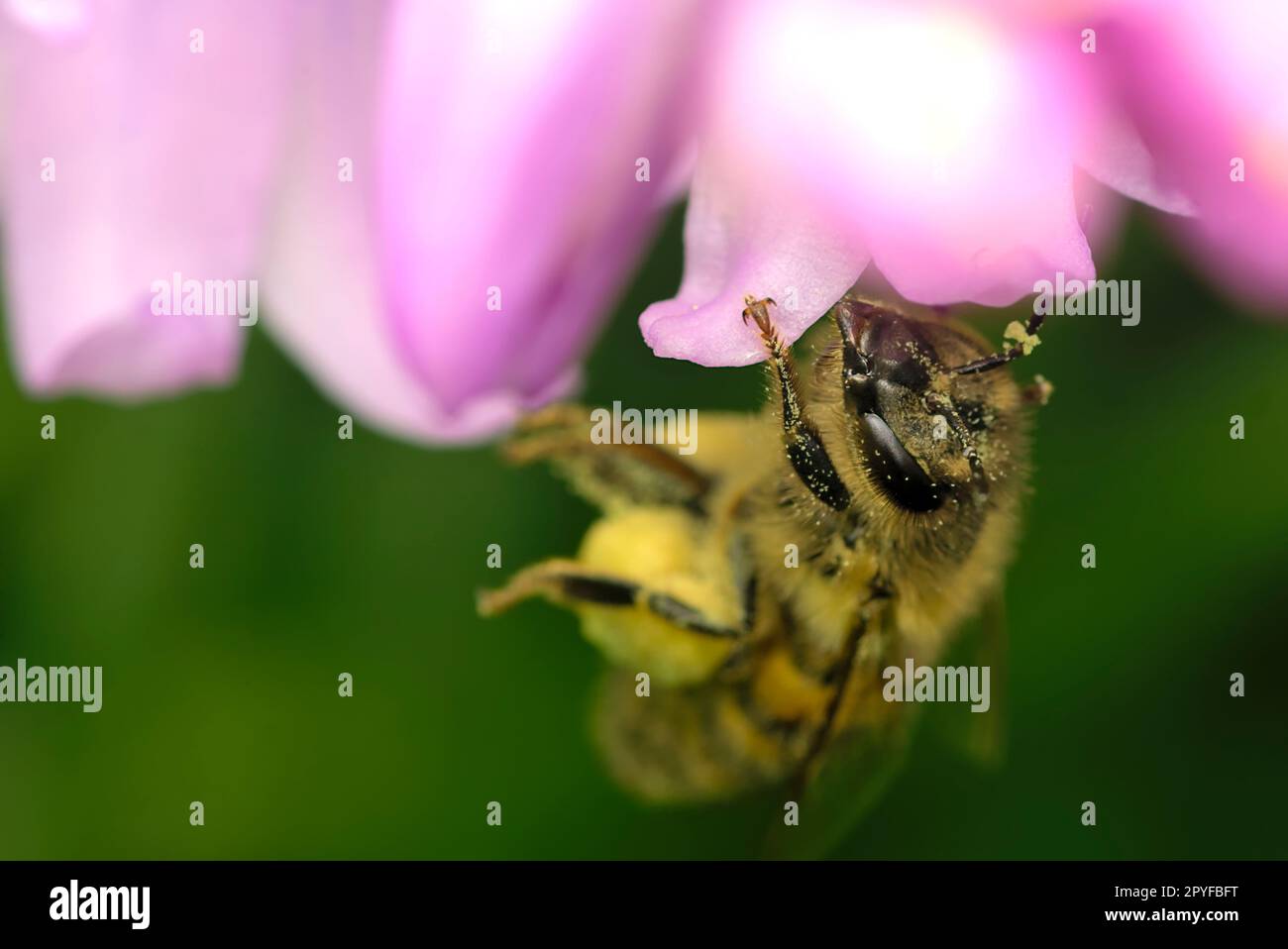 Single honeybee (apis mellifera) collecting pollen from a pink flower, macro photography, insects, biodiversity, pollination, nature Stock Photo