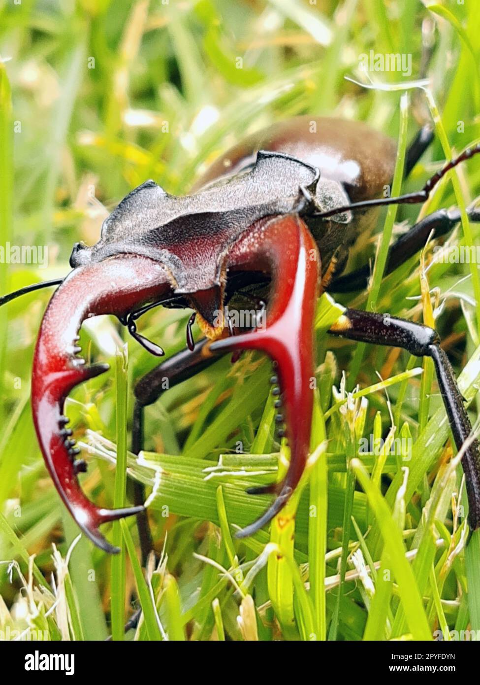 Stag beetle (lat. Lucanus cervus) is a large beetle of the genus