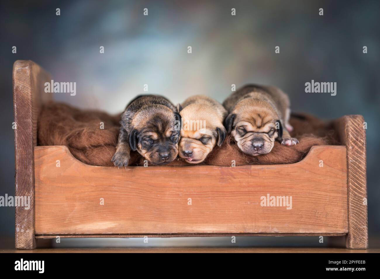 Little puppies sleeping in bed Stock Photo - Alamy