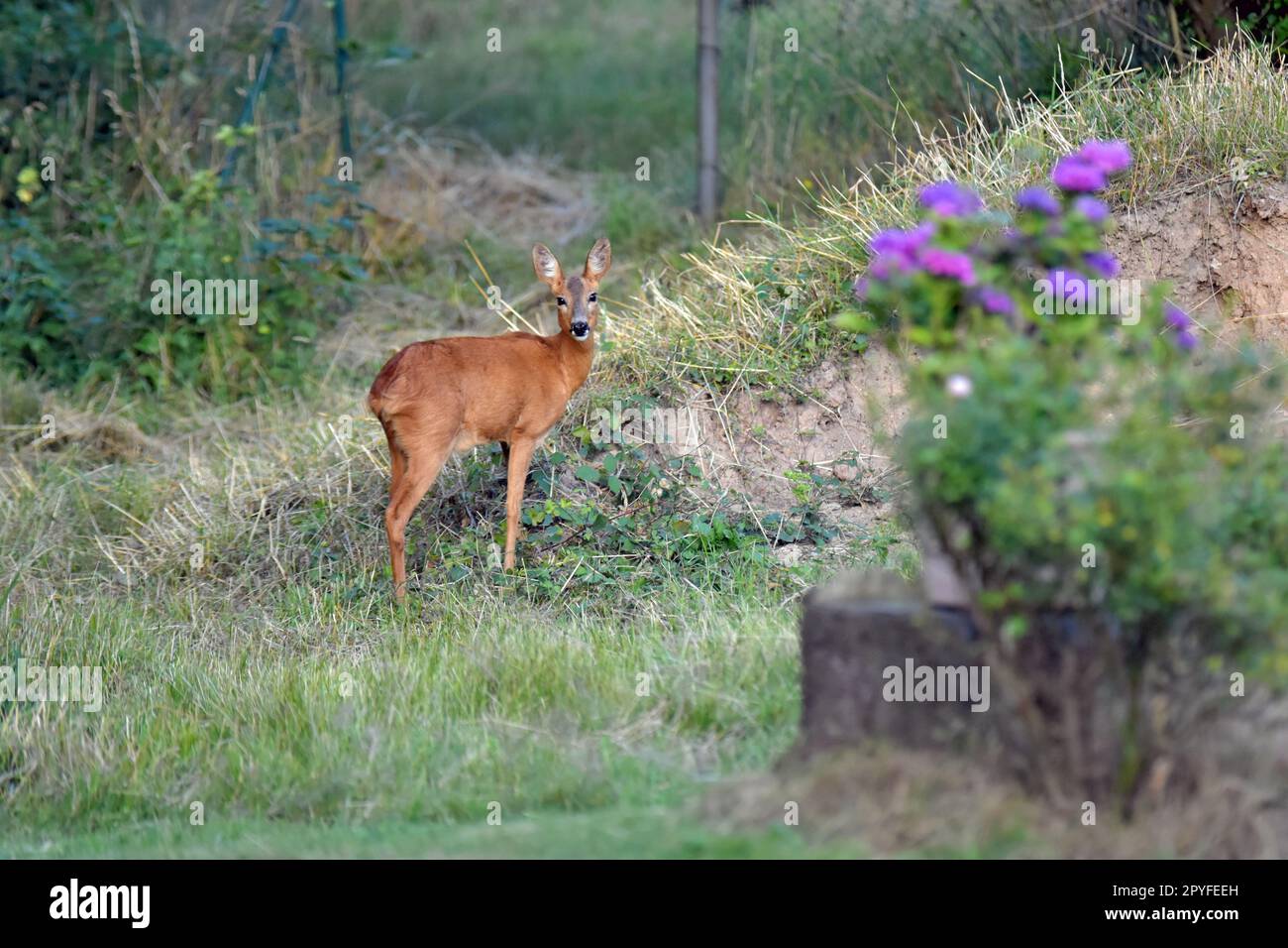 deer in the garden Stock Photo - Alamy