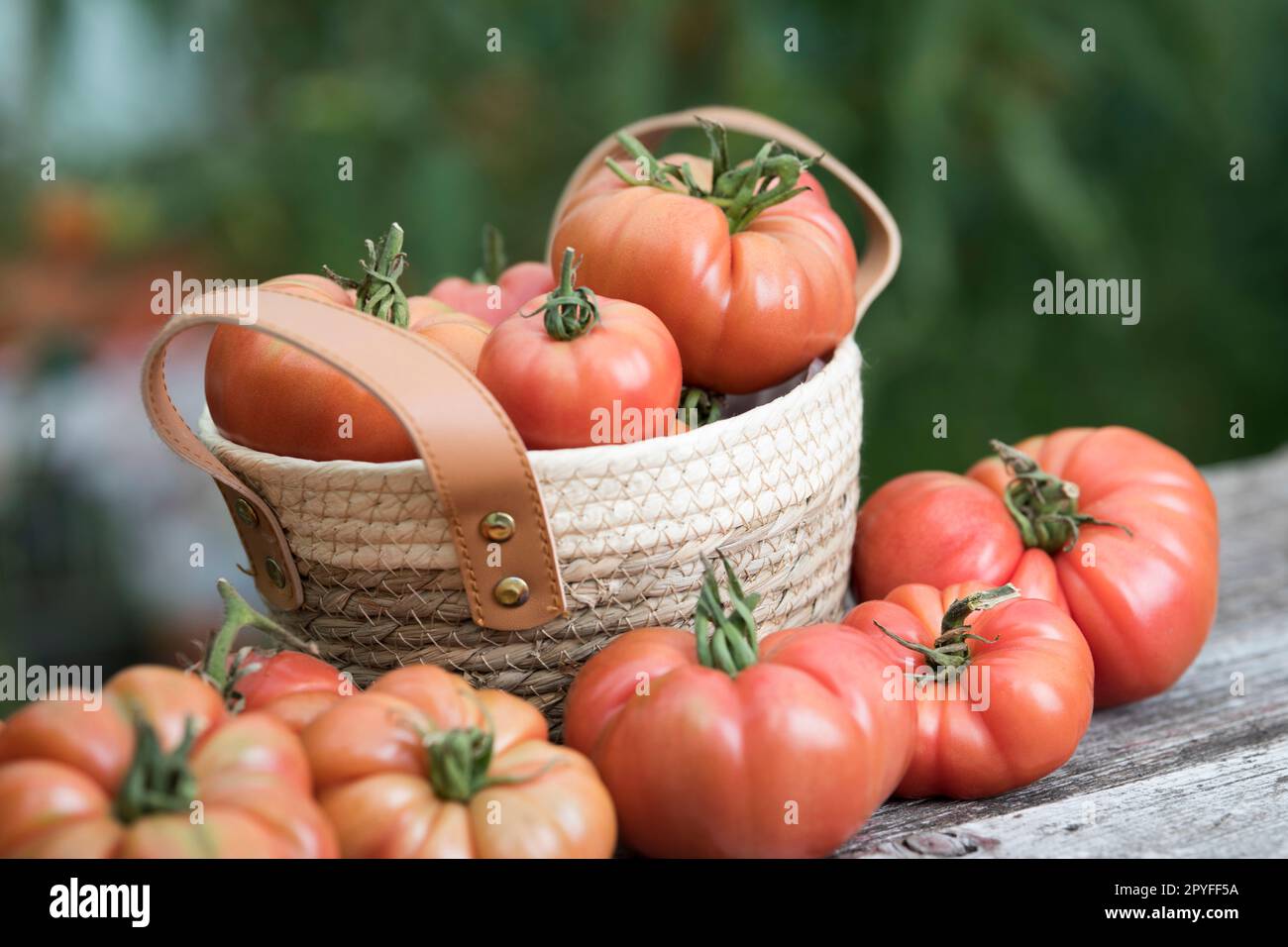 Red Tomatoes in a Greenhouse, organic food Stock Photo - Alamy