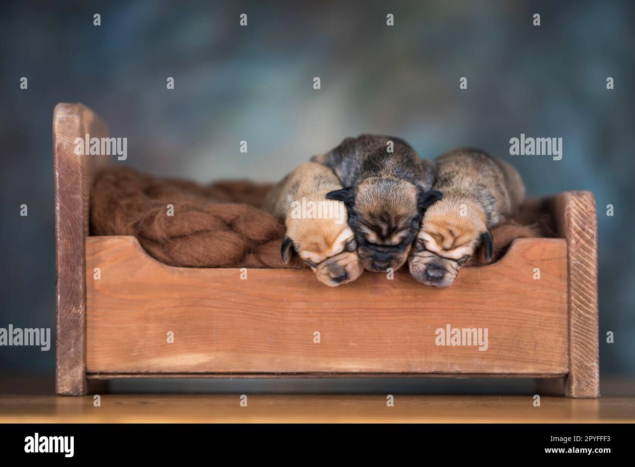 Little puppies sleeping in bed Stock Photo - Alamy