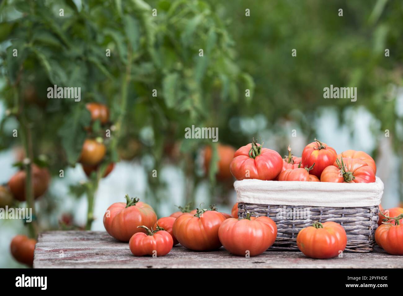 Red Tomatoes in a Greenhouse, organic food Stock Photo - Alamy