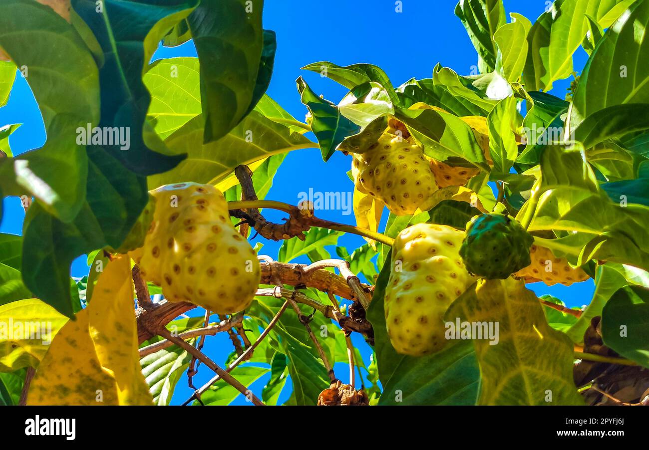 Noni fruit Morinda citrifolia with flowers popular with ants Mexico. Stock Photo