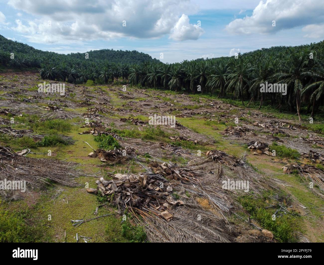 Oil palm plantation is cleared Stock Photo