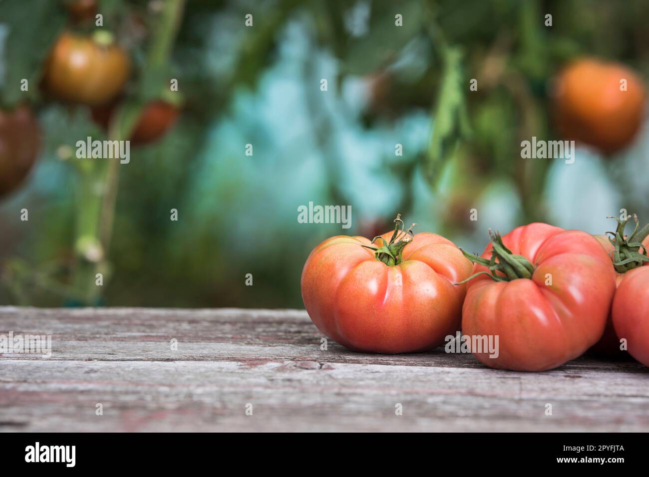 Red Tomatoes in a Greenhouse, organic food Stock Photo - Alamy