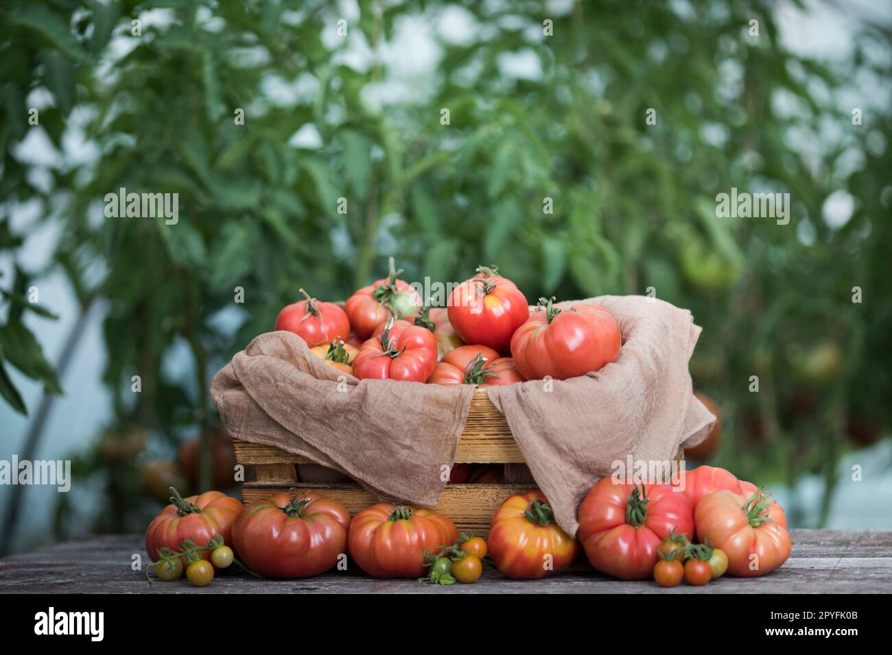 Red Tomatoes in a Greenhouse, organic food Stock Photo - Alamy