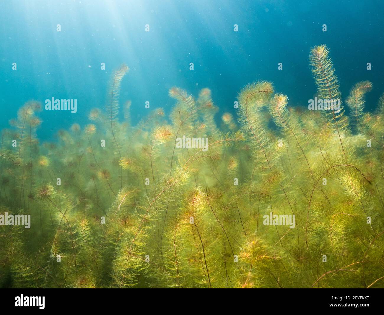 Dense underwater vegetation of alternate water-milfoil aquatic plant. Stock Photo