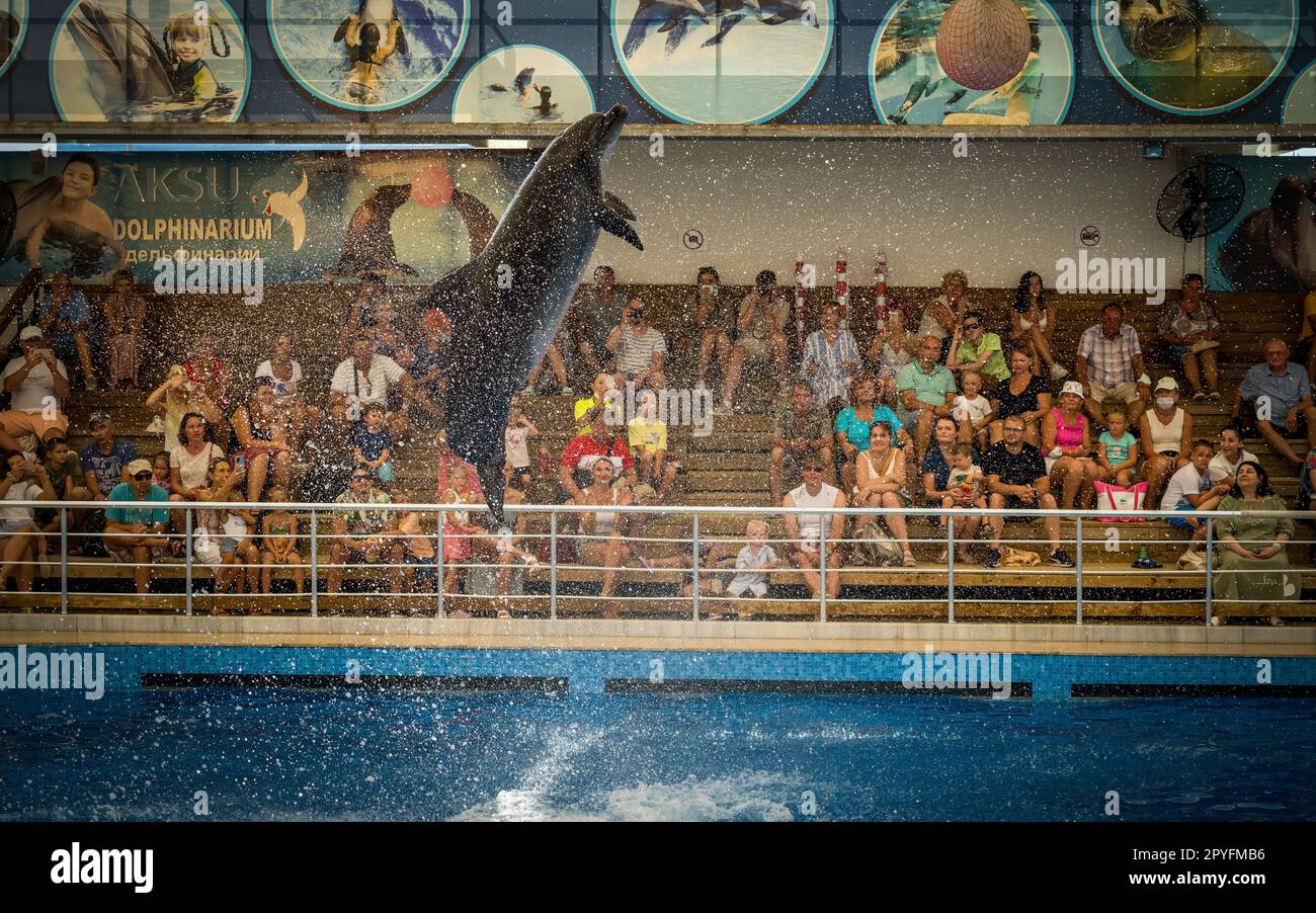 Antalya, Turkey - September 10, 2021: A common dolphin doing stunt performance show in front of a viewers in the pool. Stock Photo