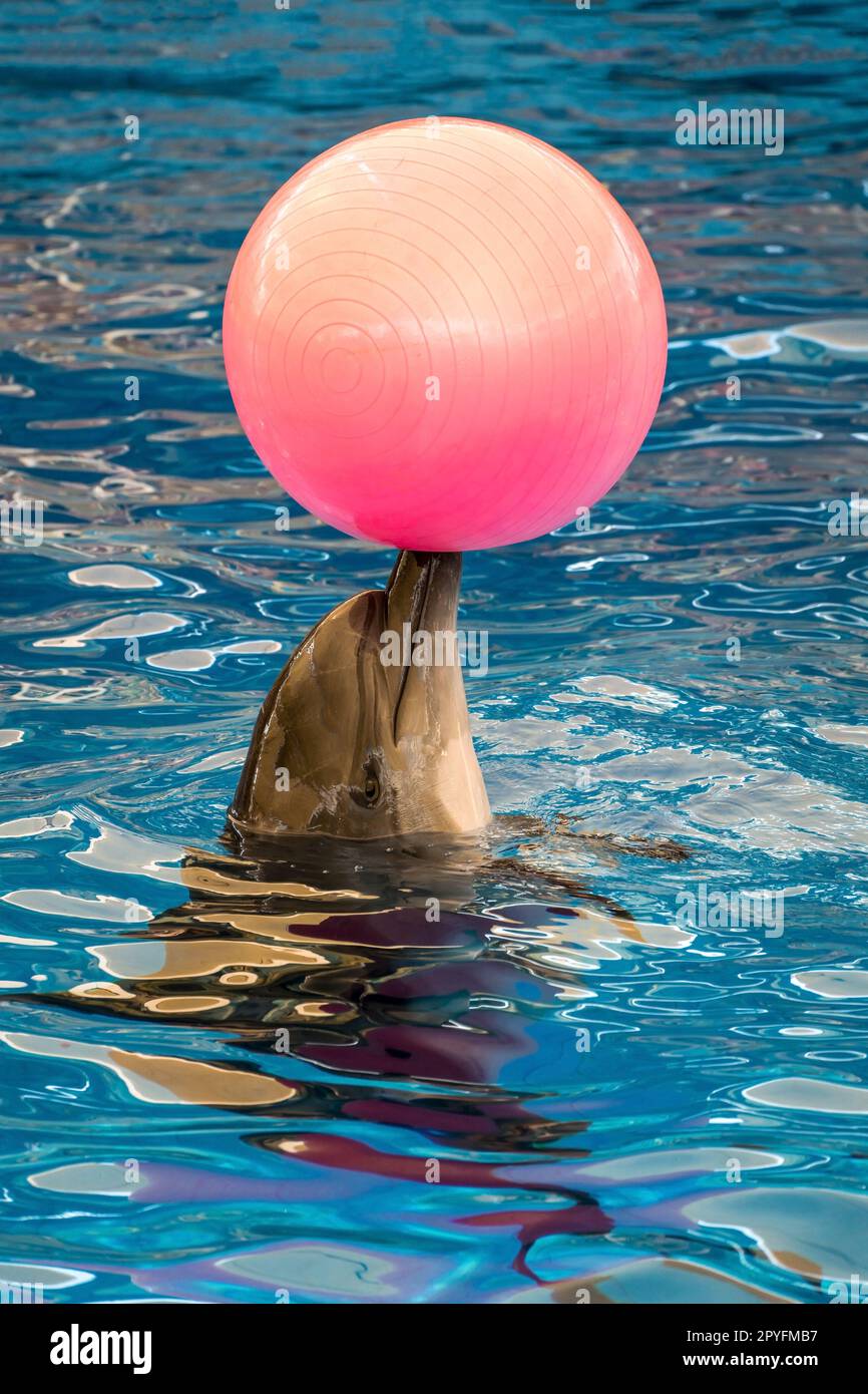 dolphin playing with a ball in the pool. High quality photo Stock Photo -  Alamy