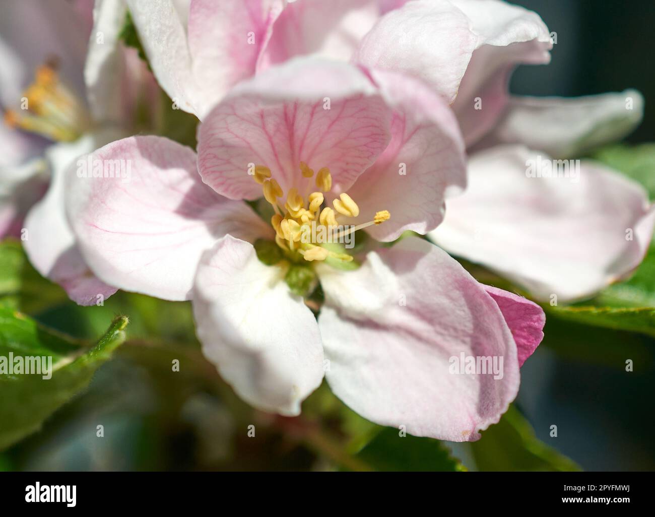 Spring apple blossom on a crab apple tree Stock Photo - Alamy