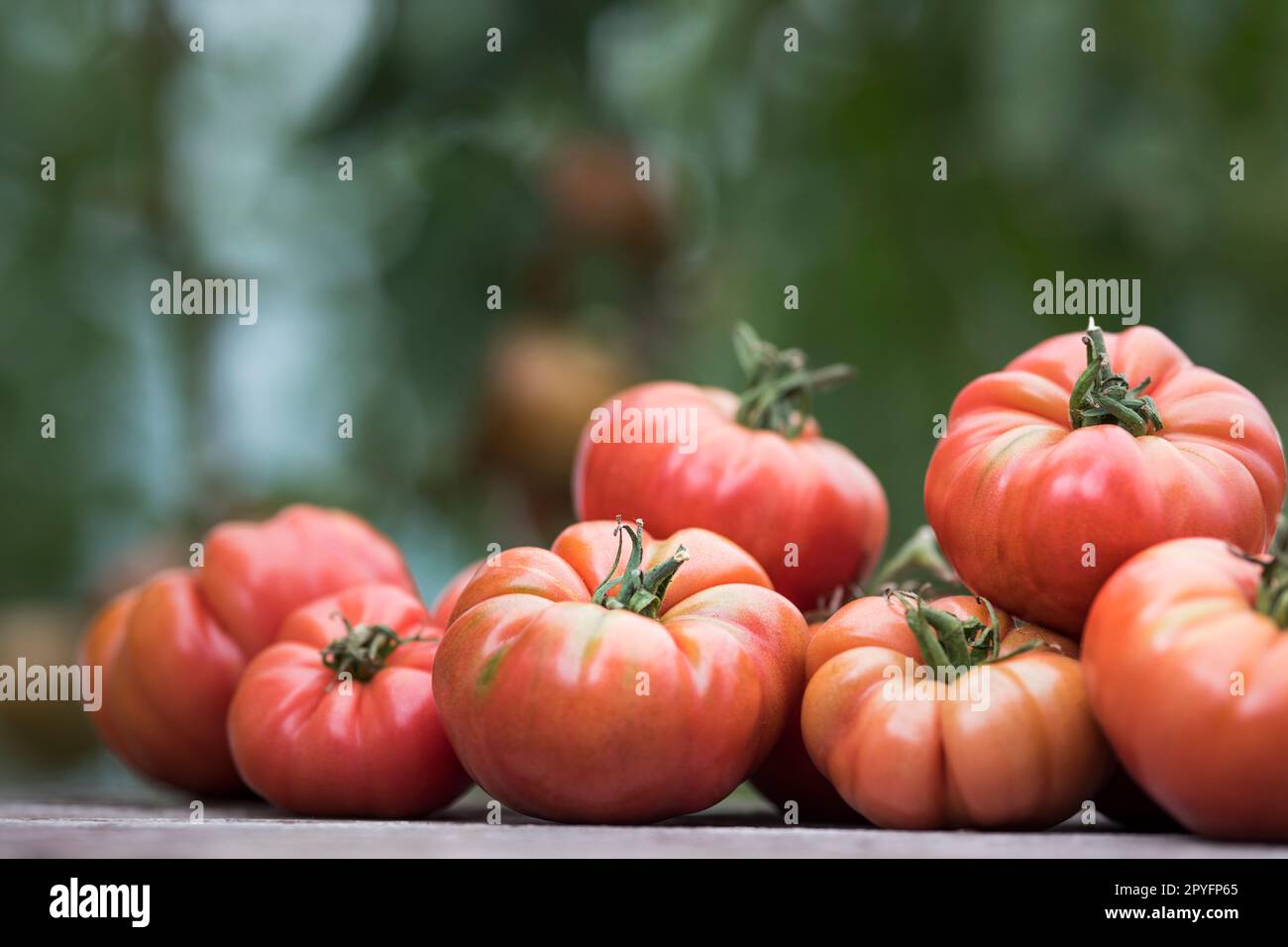 Red Tomatoes in a Greenhouse, organic food Stock Photo - Alamy