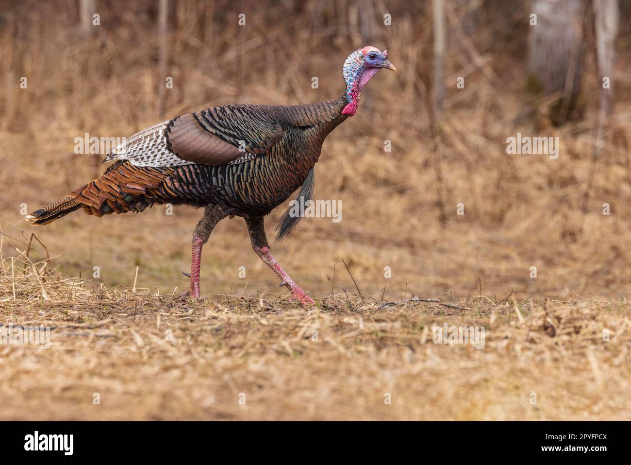 Tom turkey in northern Wisconsin Stock Photo - Alamy