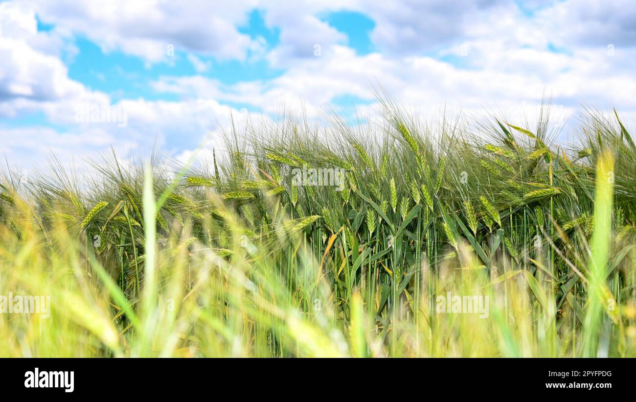 Grain field before harvest Stock Photo - Alamy