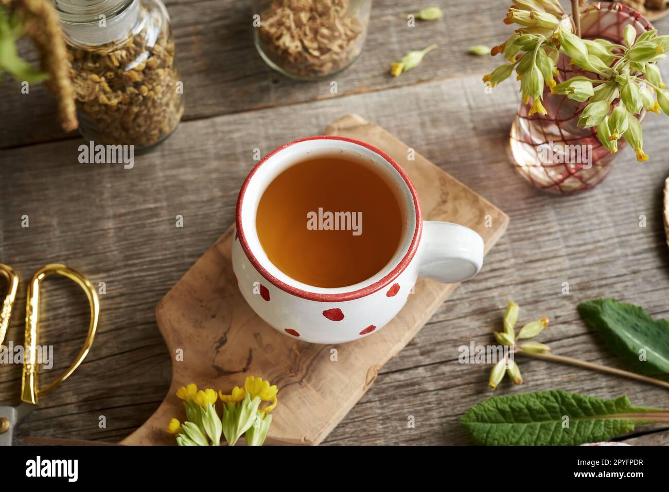 Cowslip or primula tea with fresh flowers Stock Photo