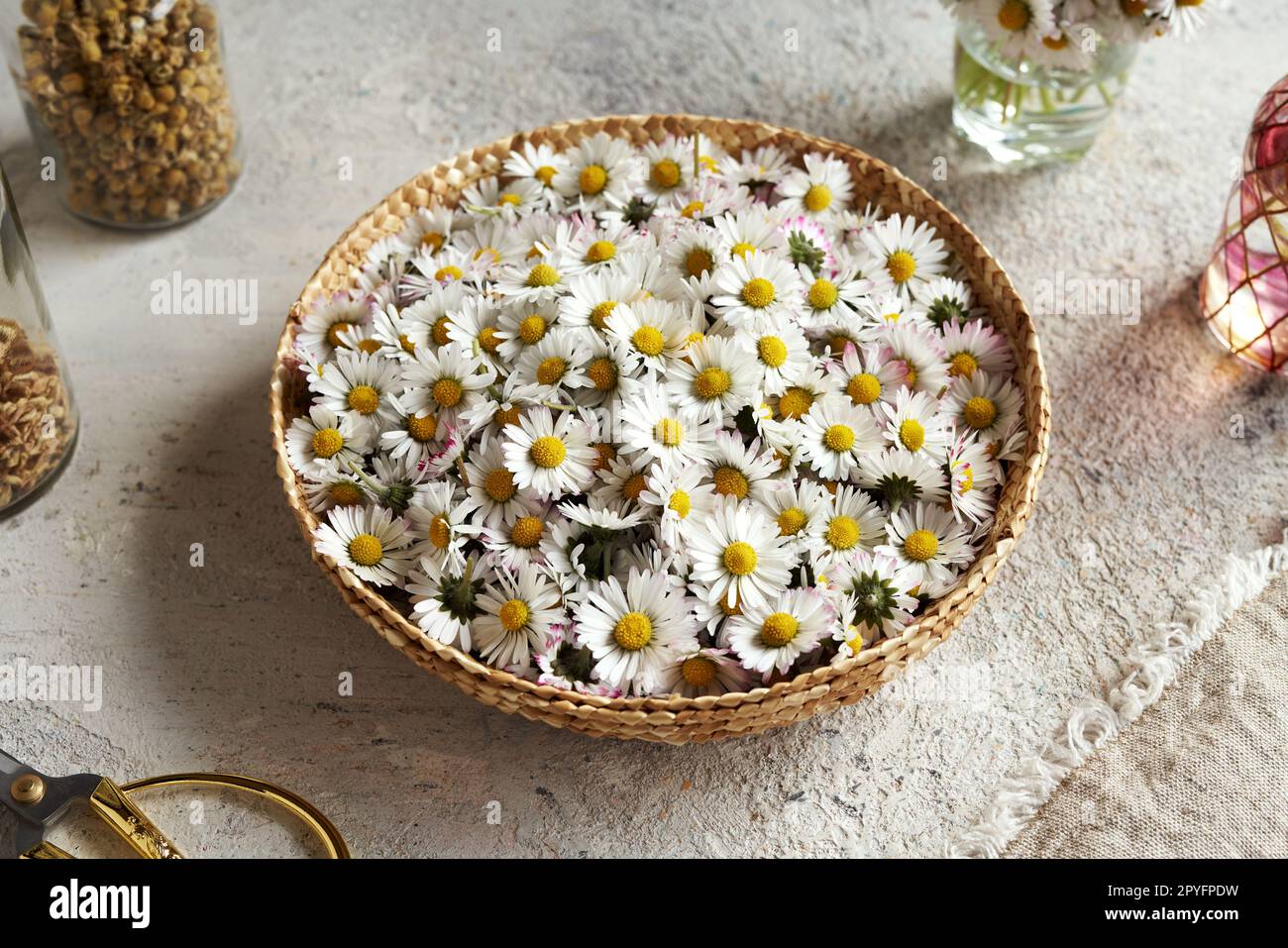 Fresh common daisy flowers in a wicker basket on a table. Herbal