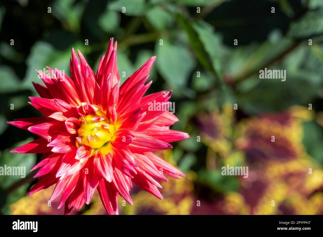 Red dahlia with yellow center hi-res stock photography and images - Alamy