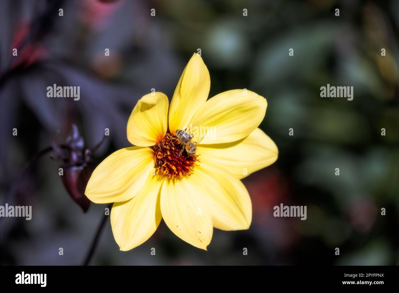 Bee on a single yellow dahlia, closeup Stock Photo