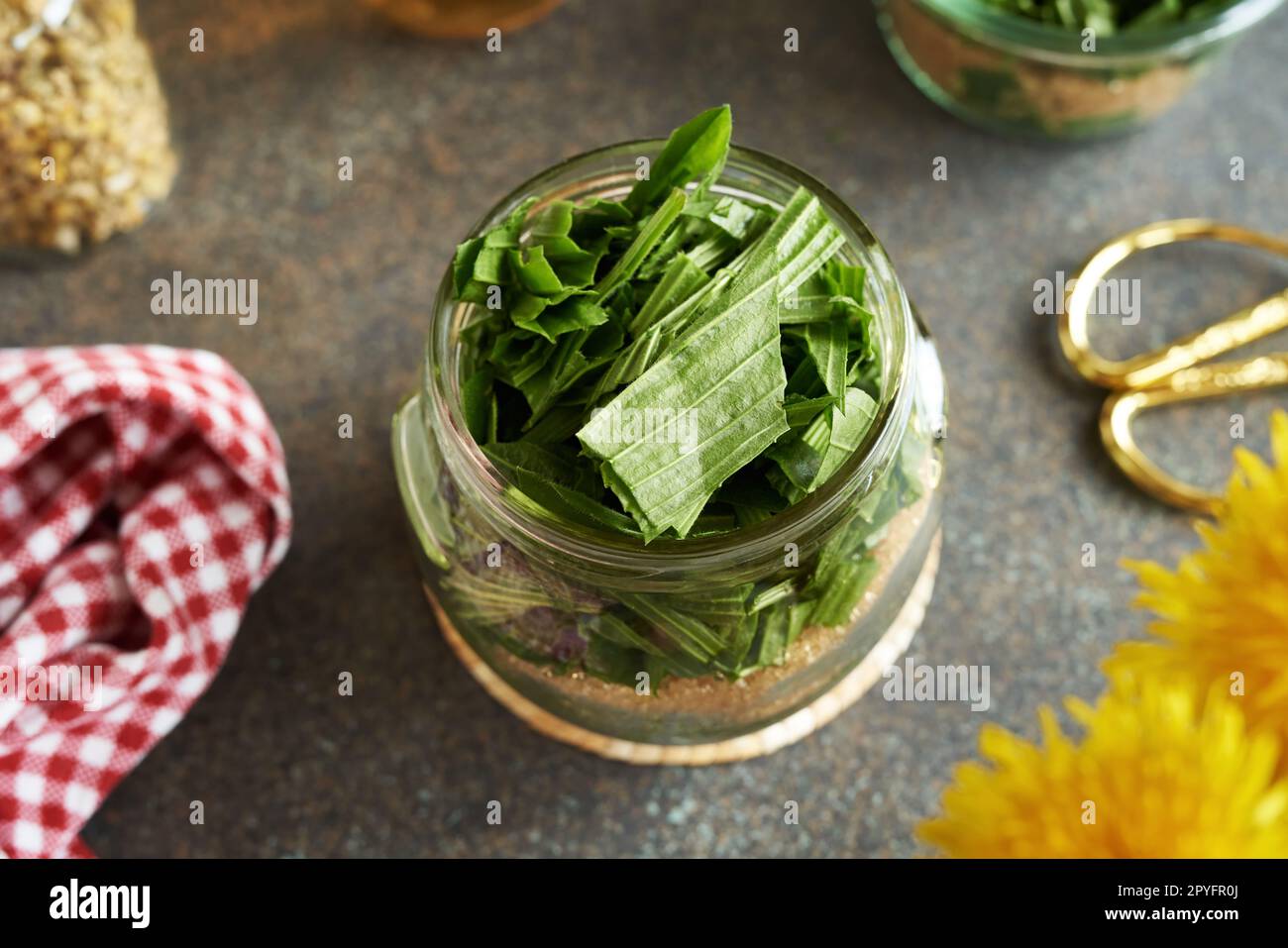 Preparation of herbal syrup for cough from fresh ribwort plantain