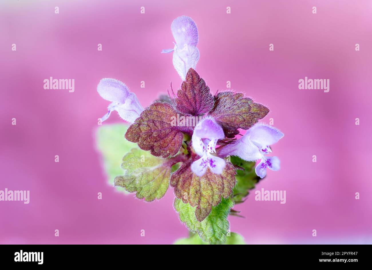 Macro photography of Lamium purpureum with a pink background Stock Photo