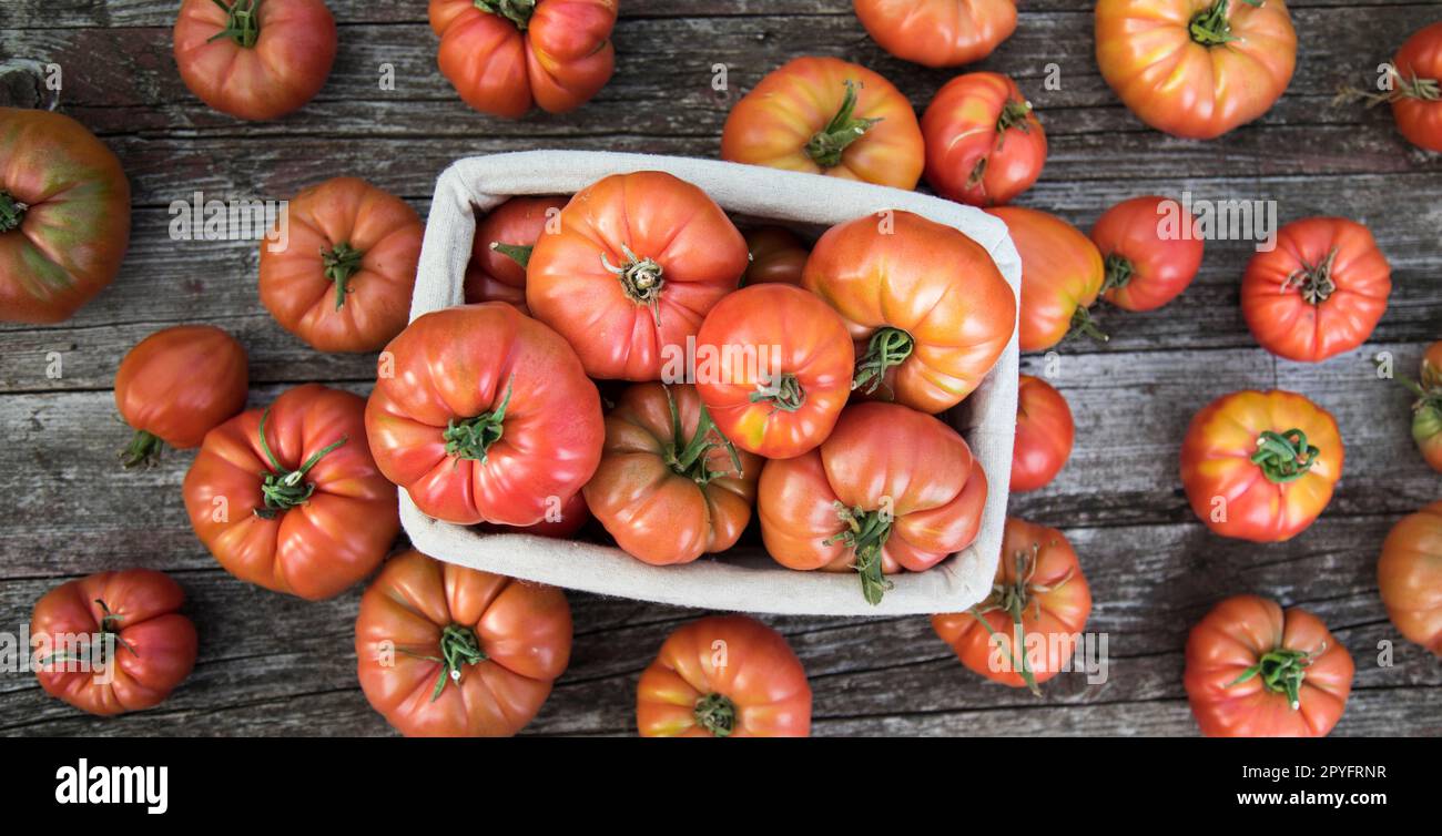 Red Tomatoes in a Greenhouse, organic food Stock Photo - Alamy
