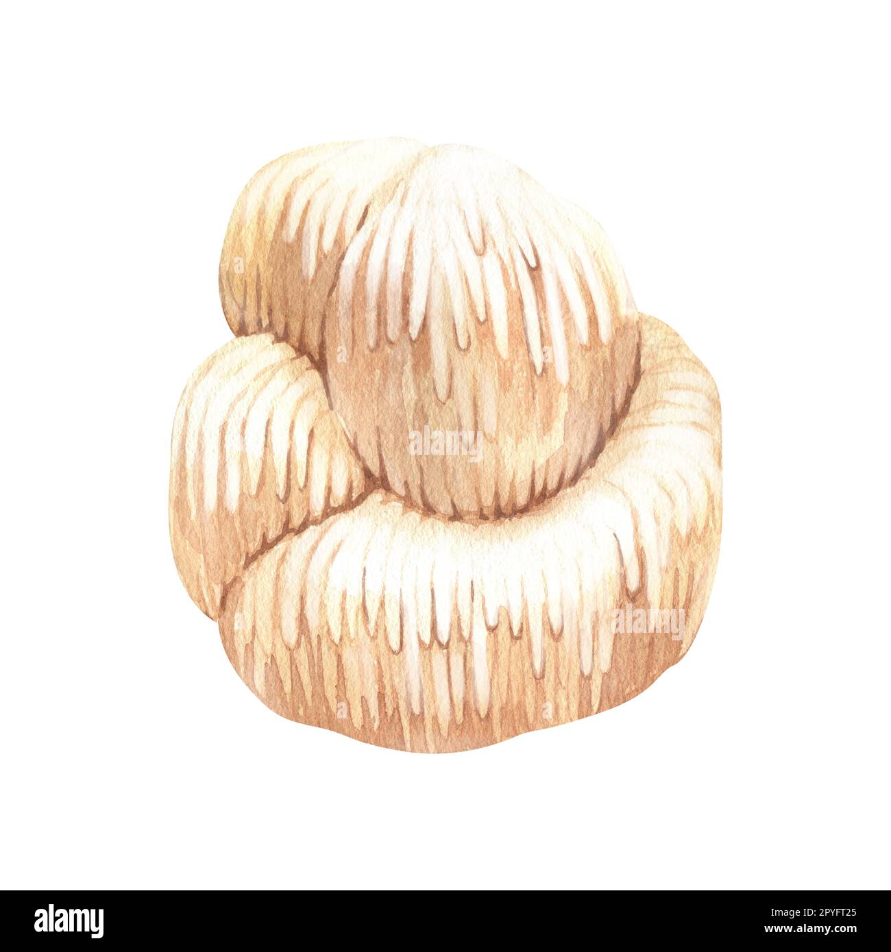 Lions mane mushroom illustration hires stock photography and images