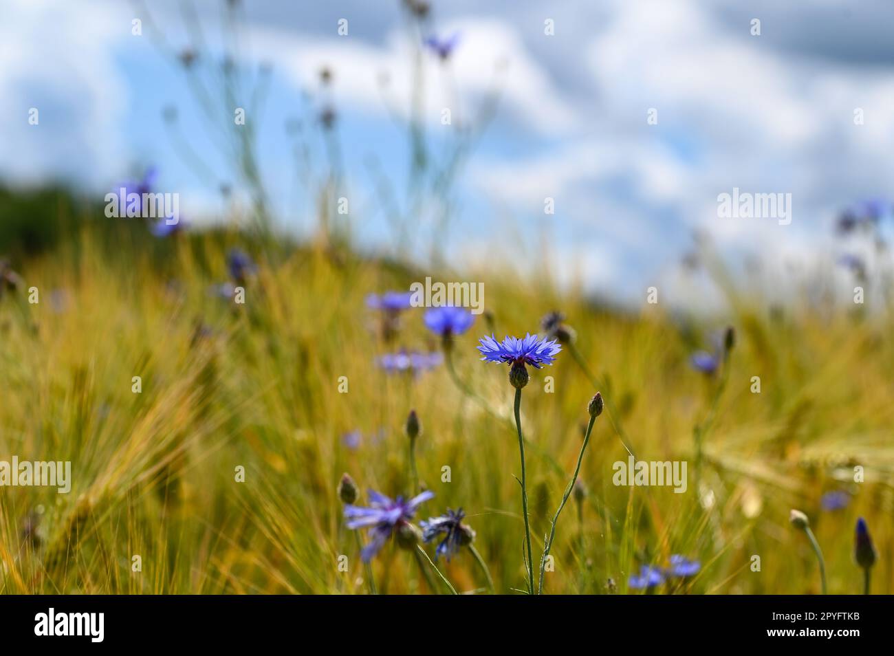 Cornflowers in field sky hi-res stock photography and images - Alamy