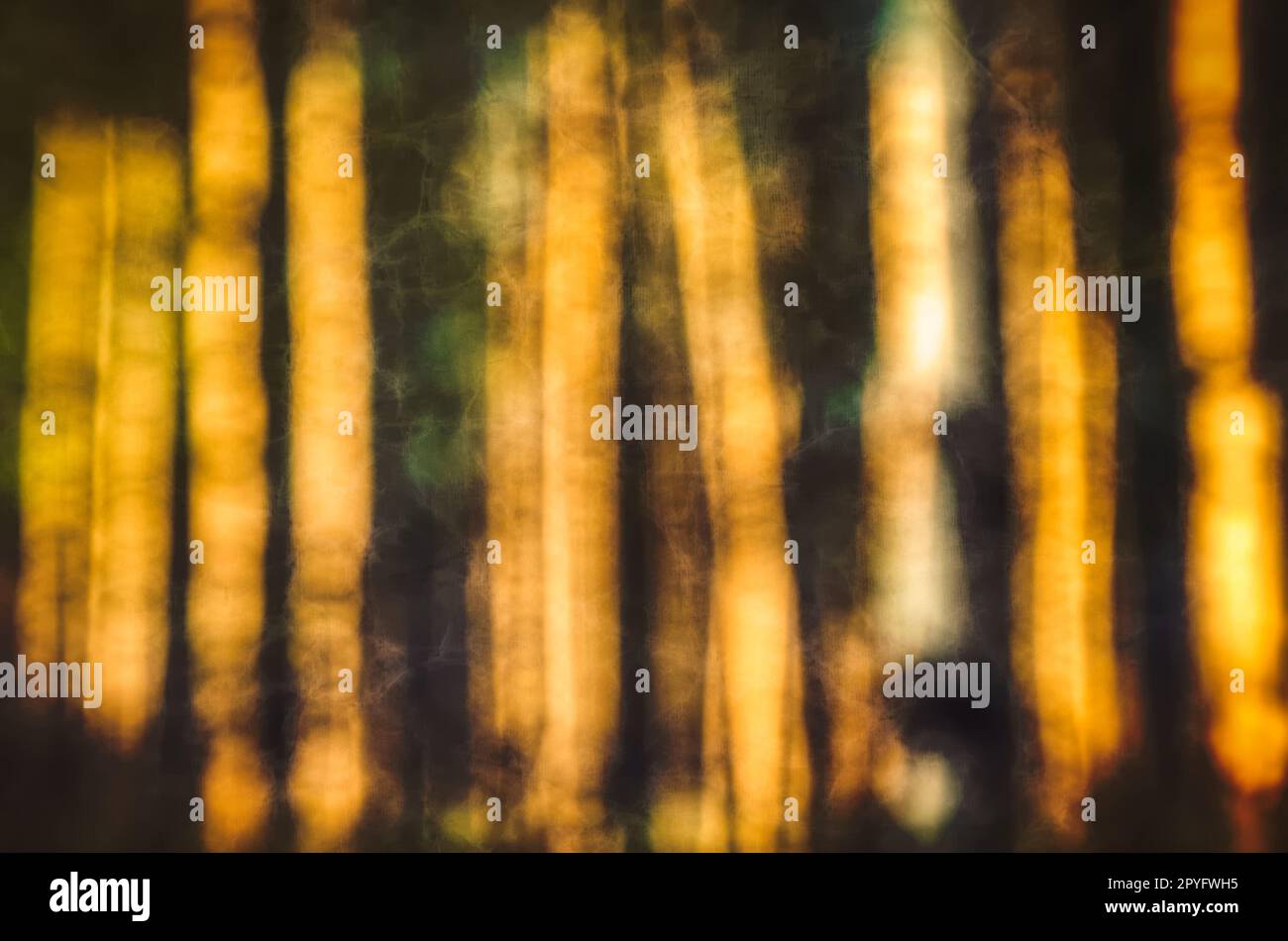 Natural abstract bokeh background in spring scenery. Blurred of tree trunks in the forest. Stock Photo