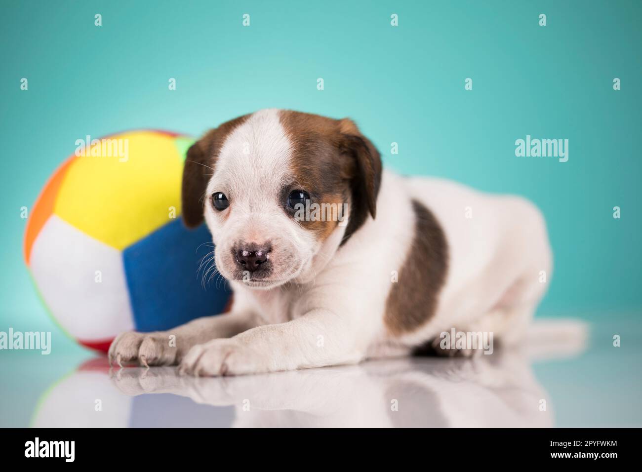 Puppy dog is playing with a ball Stock Photo - Alamy