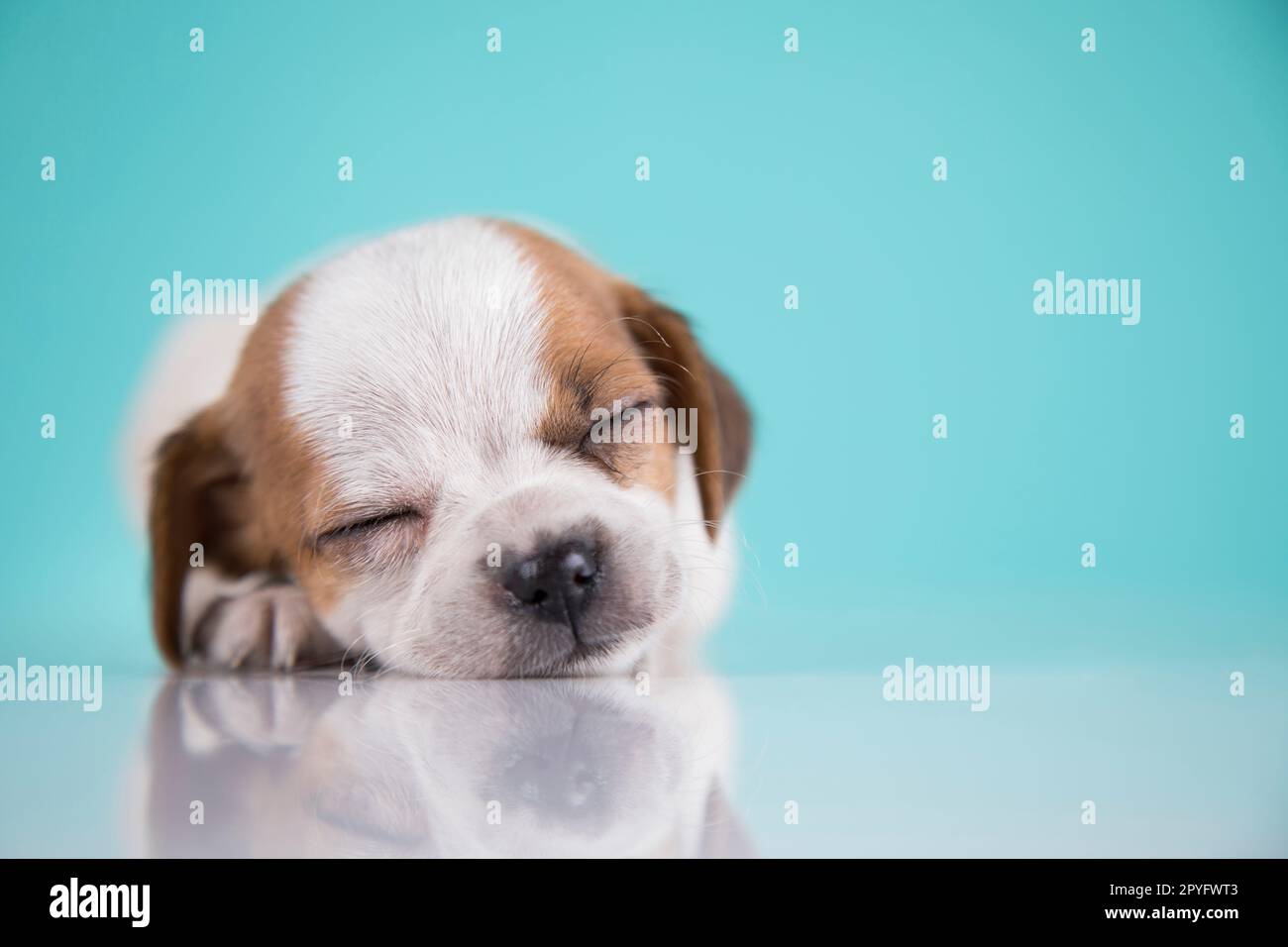 Small happy dog are sleeping Stock Photo