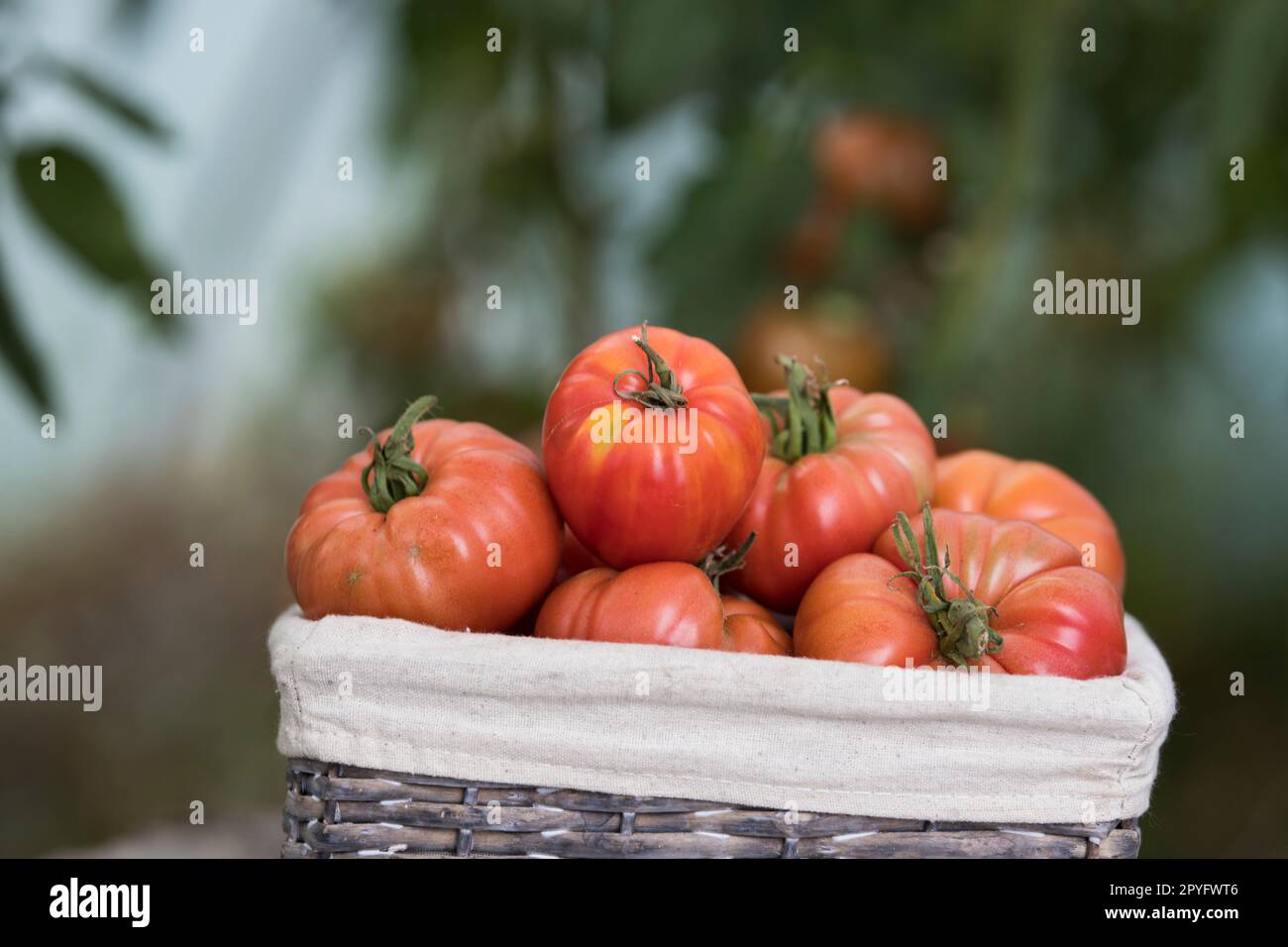 Tomatoes in a wicker basket Stock Photo - Alamy
