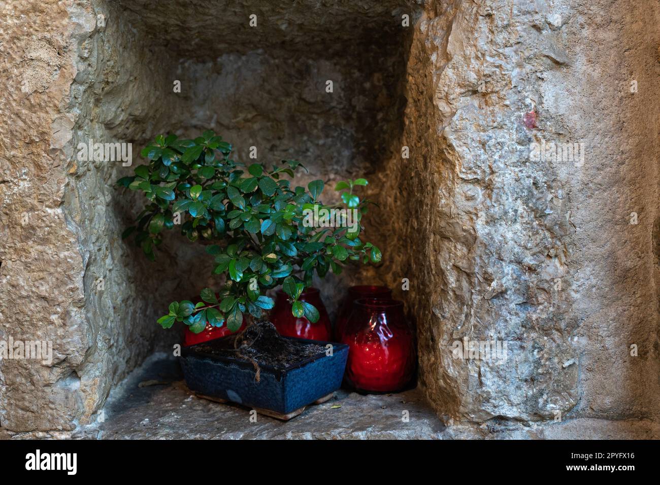 small niche in a stone wall with planted carmona bonsai and red candles Stock Photo