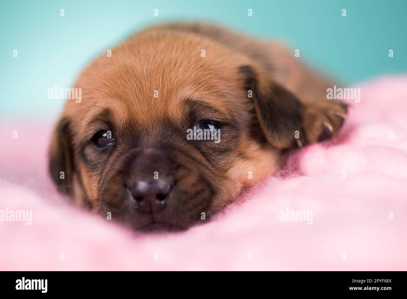 Sleeping dog in a on a blanket Stock Photo