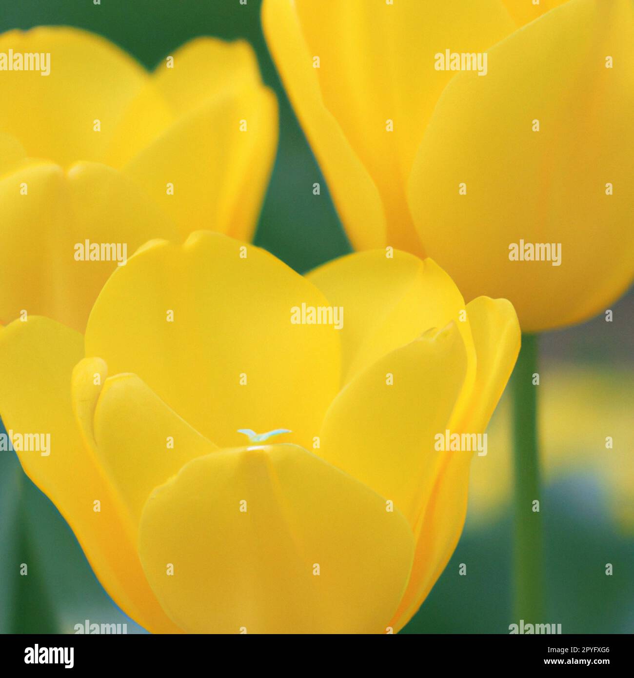 tulip Tulipa, bulbous herbs in the lily family Liliaceae. Tulips, garden flowers, cultivars and varieties have been developed. Flowers yellow delicate. Beautiful buds. Landscaping, flowerbed. Stock Photo