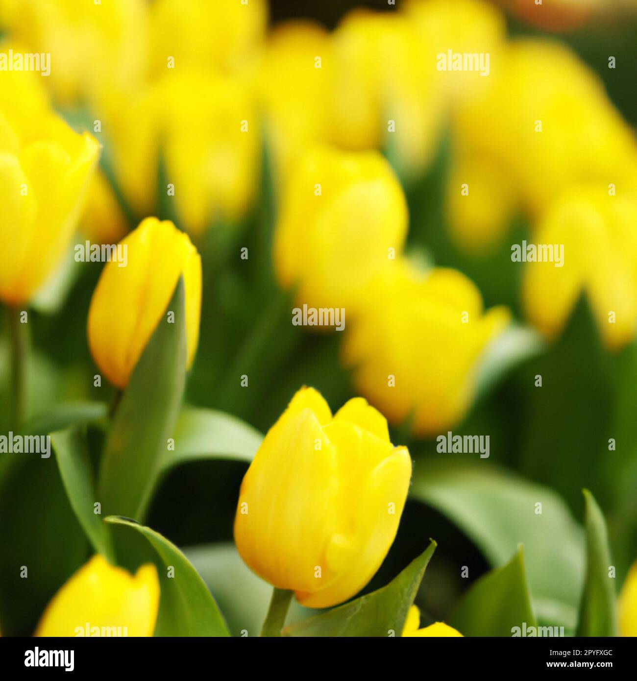 tulip Tulipa, bulbous herbs in the lily family Liliaceae. Tulips, garden flowers, cultivars and varieties have been developed. Flowers yellow delicate. Beautiful buds. Landscaping, flowerbed. Stock Photo