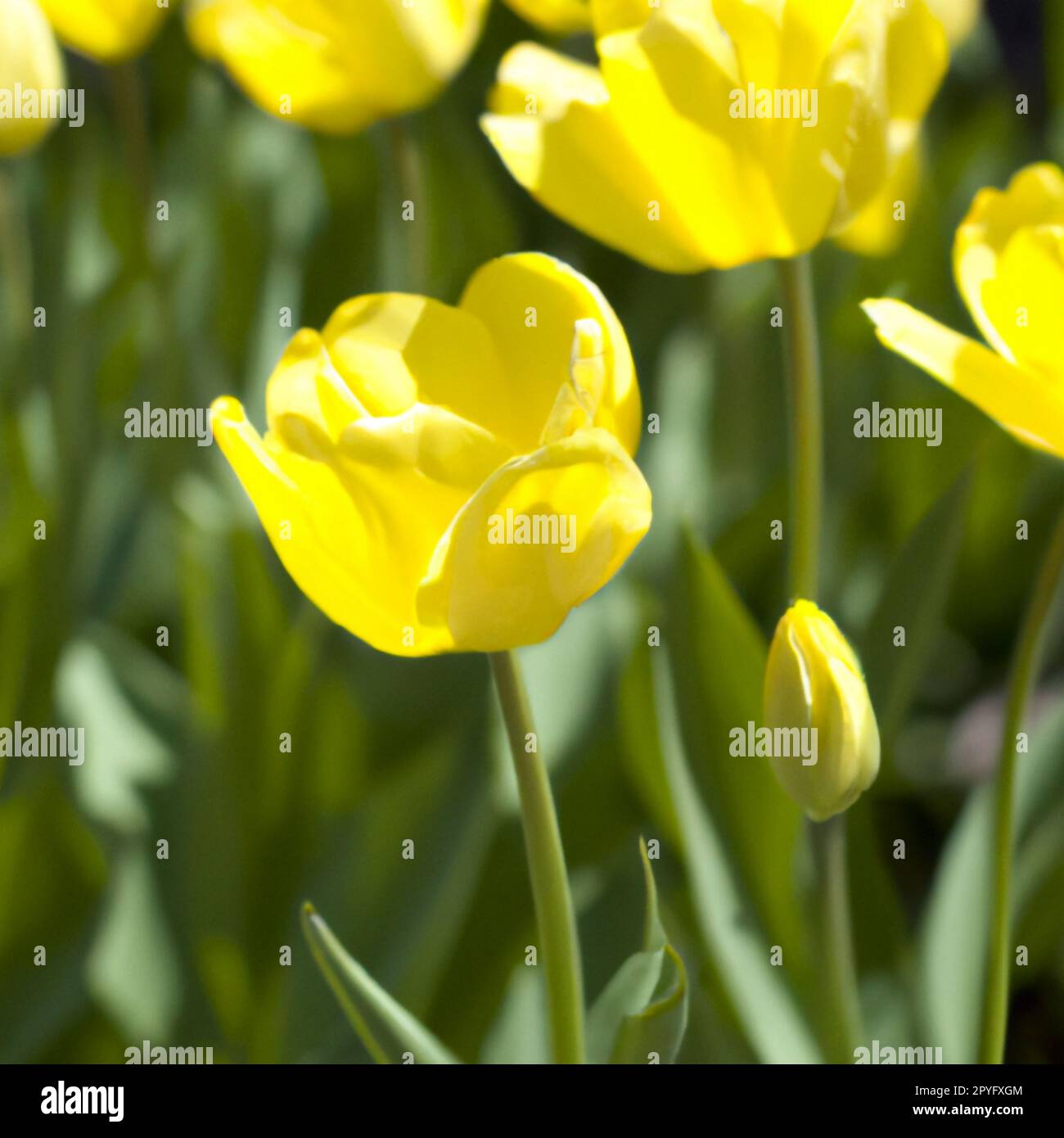 tulip Tulipa, bulbous herbs in the lily family Liliaceae. Tulips, garden flowers, cultivars and varieties have been developed. Flowers yellow delicate. Beautiful buds. Landscaping, flowerbed. Stock Photo
