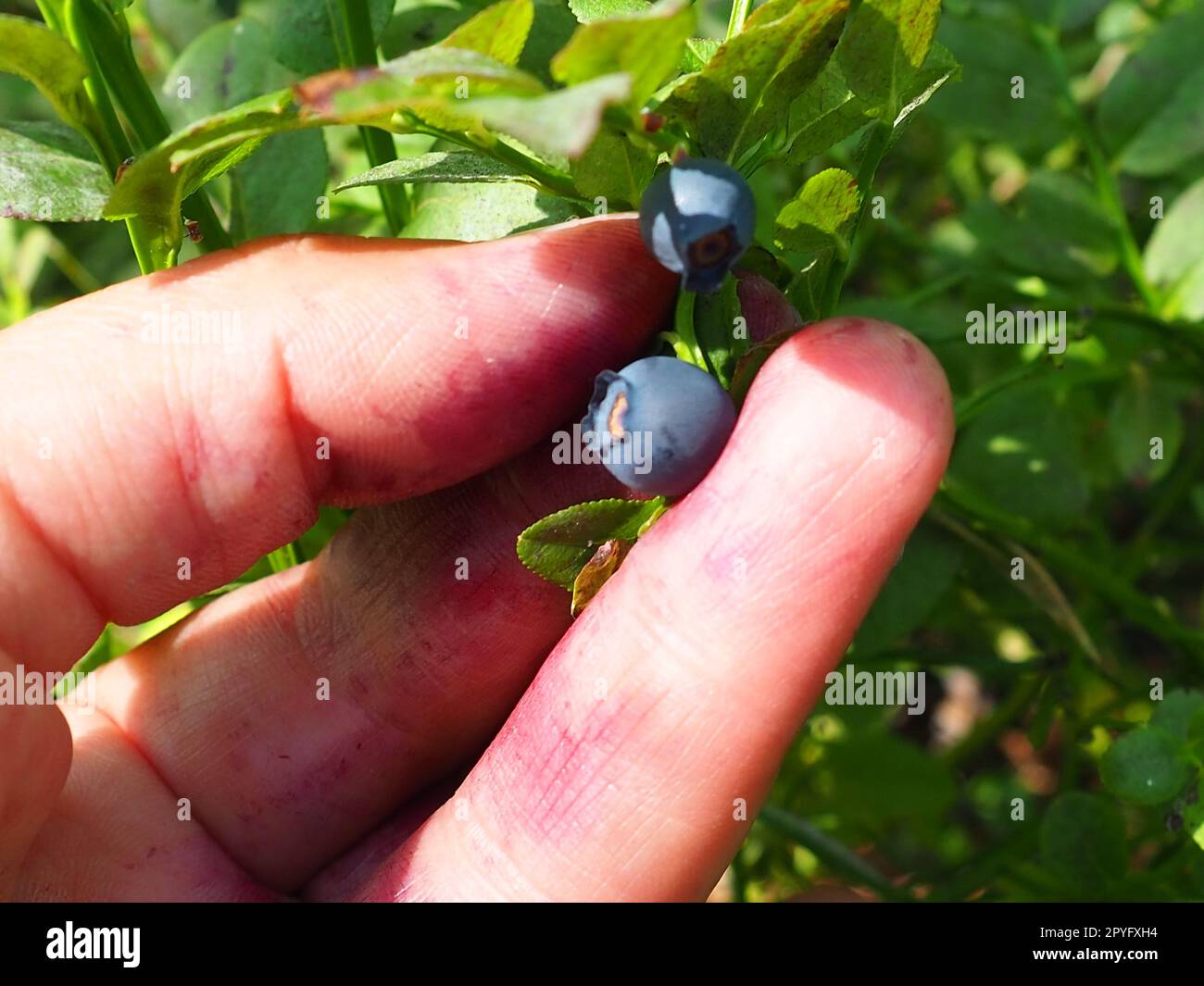 Hand picking common blueberries. Fingers stained with blueberry juice. Blueberry, or Blueberry myrtle Vaccinium myrtillus, a low-growing shrub, genus Vaccinium of the family Heatheraceae. Stock Photo