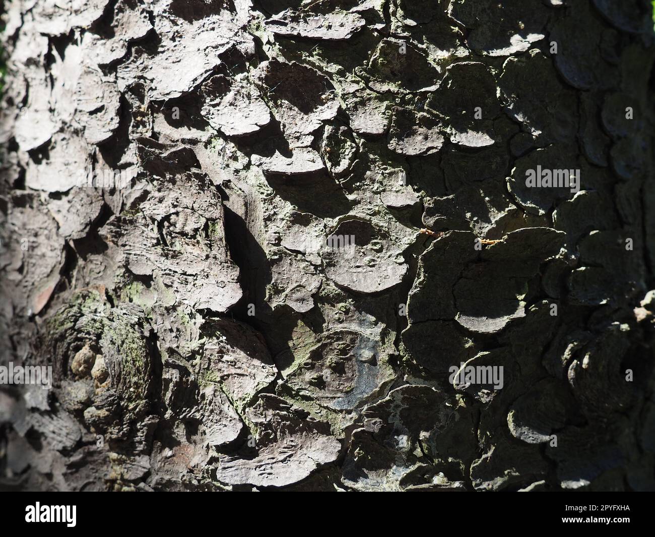 spruce tree bark close up. The exfoliating bark of the tree. Light gradient. Natural structure texture Stock Photo