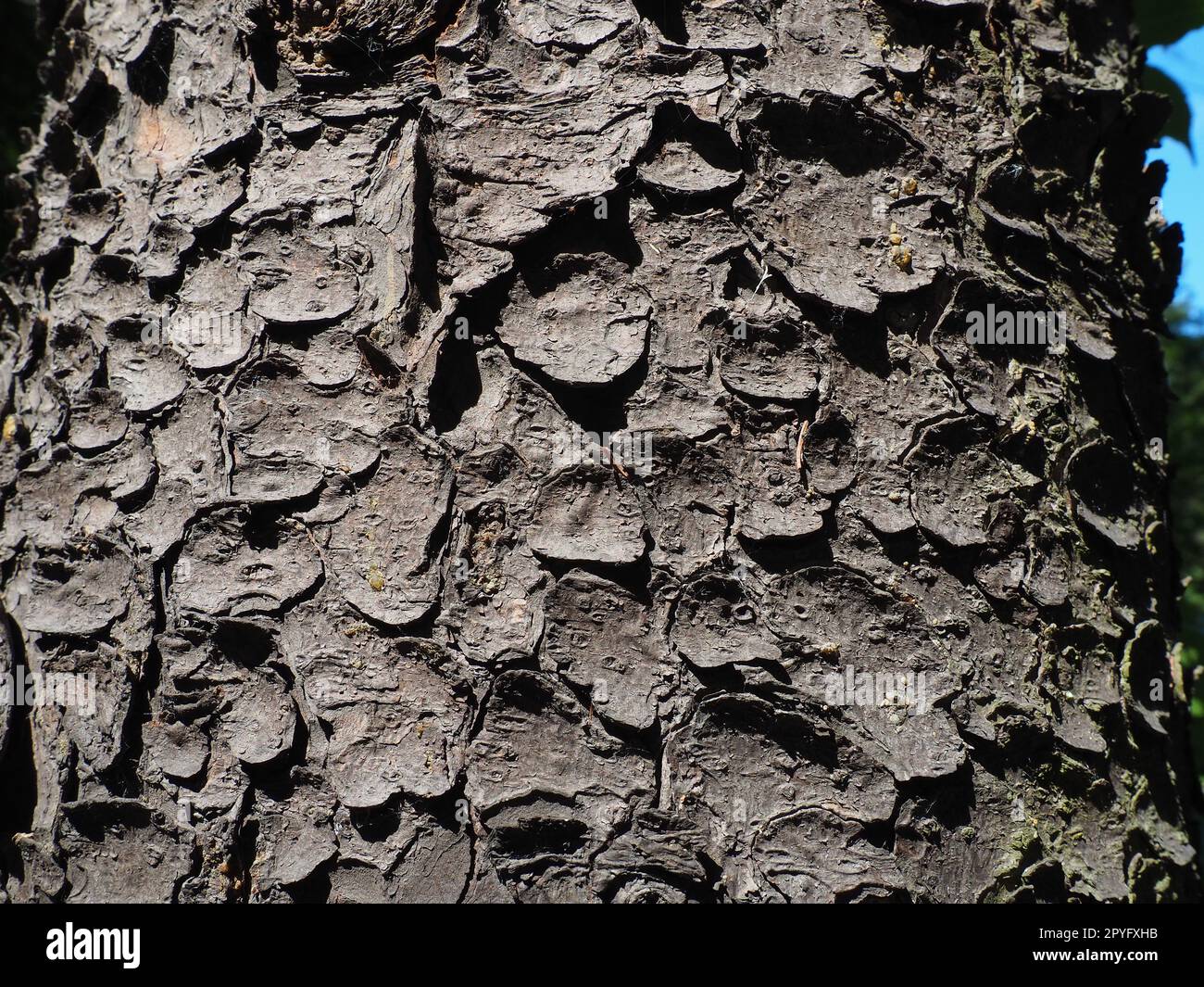 spruce tree bark close up. The exfoliating bark of the tree. Light gradient. Natural structure texture Stock Photo