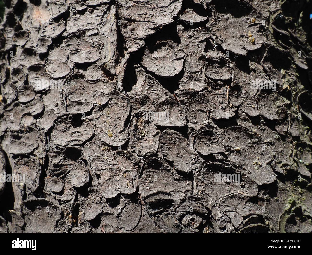 spruce tree bark close up. The exfoliating bark of the tree. Light gradient. Natural structure texture Stock Photo