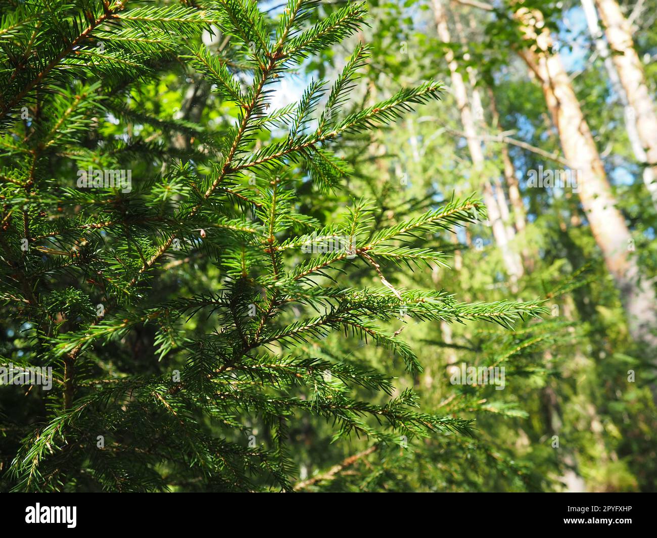 Picea spruce, a genus of coniferous evergreen trees in the pine family Pinaceae. Coniferous forest in Karelia. Spruce branches and needles. The problem of ecology, deforestation and climate change Stock Photo