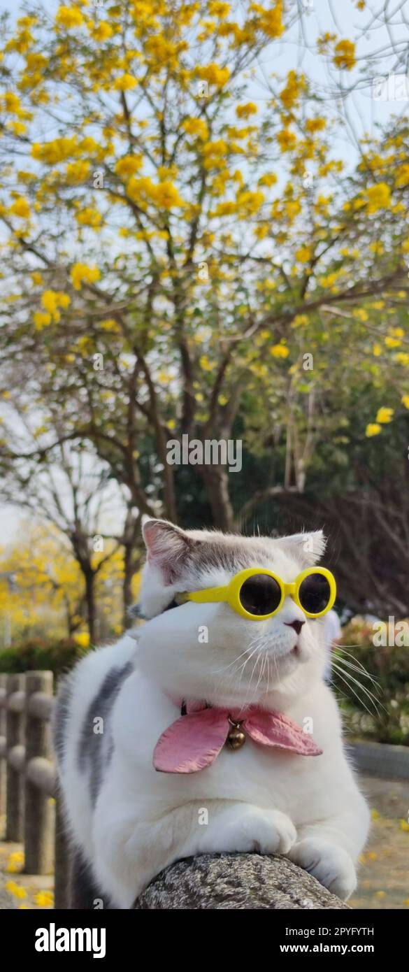 Pet owner takes cat to park for sight in springwith nice chrysanthemum Suzuki background Stock Photo
