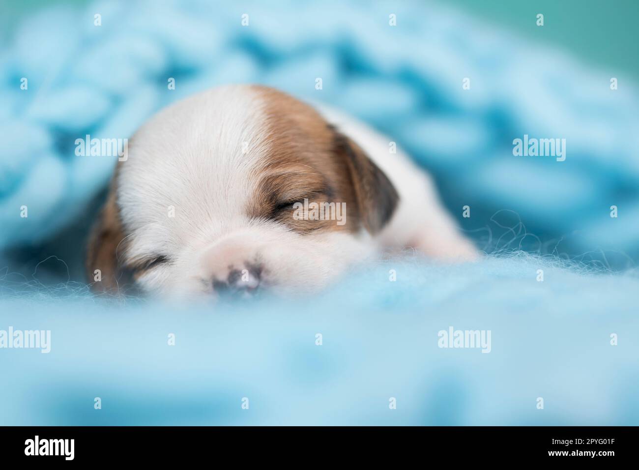 Little cute puppies are sleeping on a blanket Stock Photo - Alamy