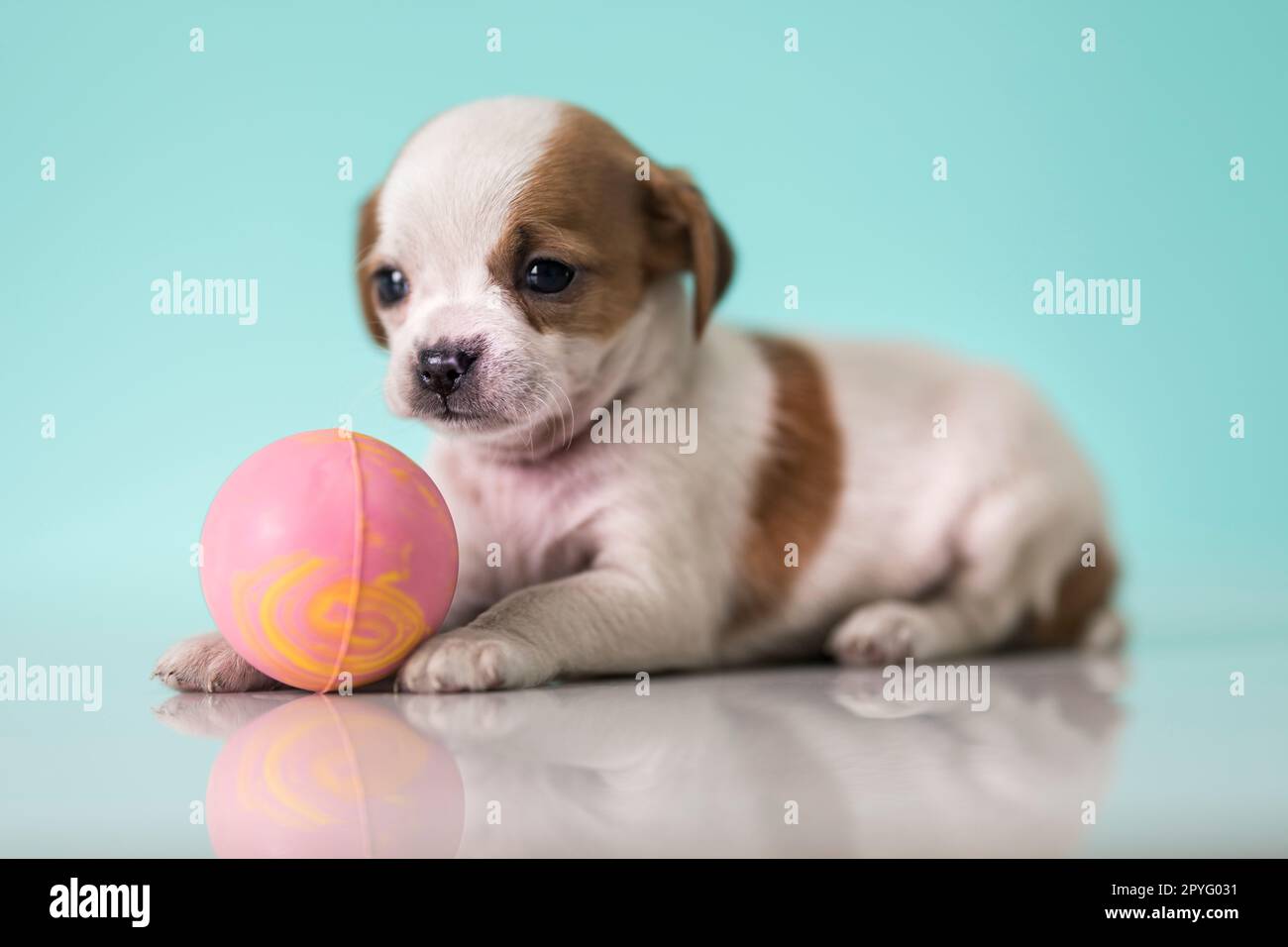 A happy puppy is playing with a ball Stock Photo - Alamy