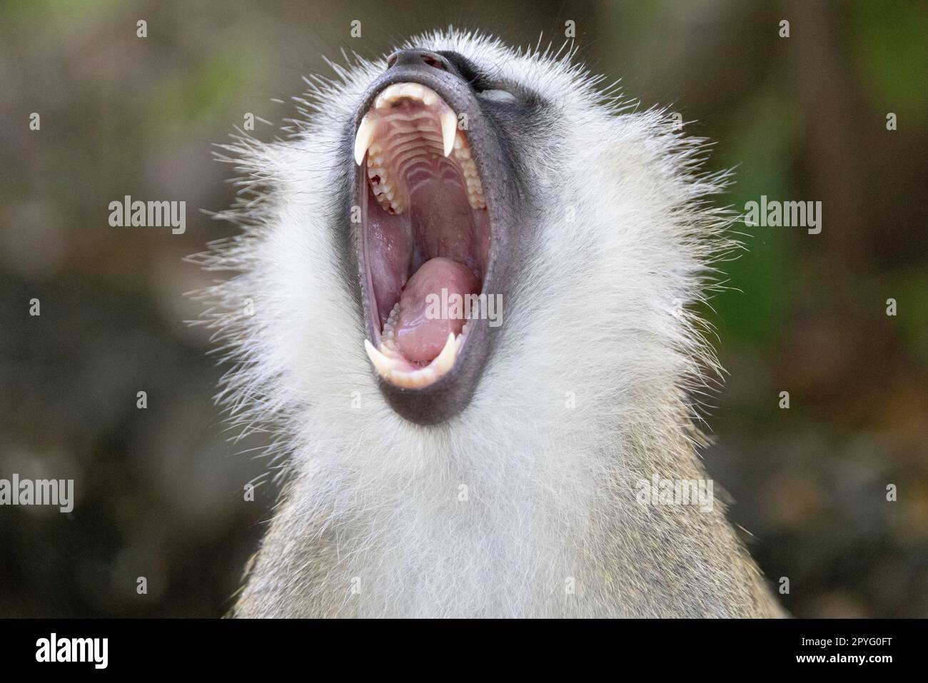 A close-up portrait of a vervet monkey in Kenya with its mouth open wide, revealing its sharp teeth Stock Photo
