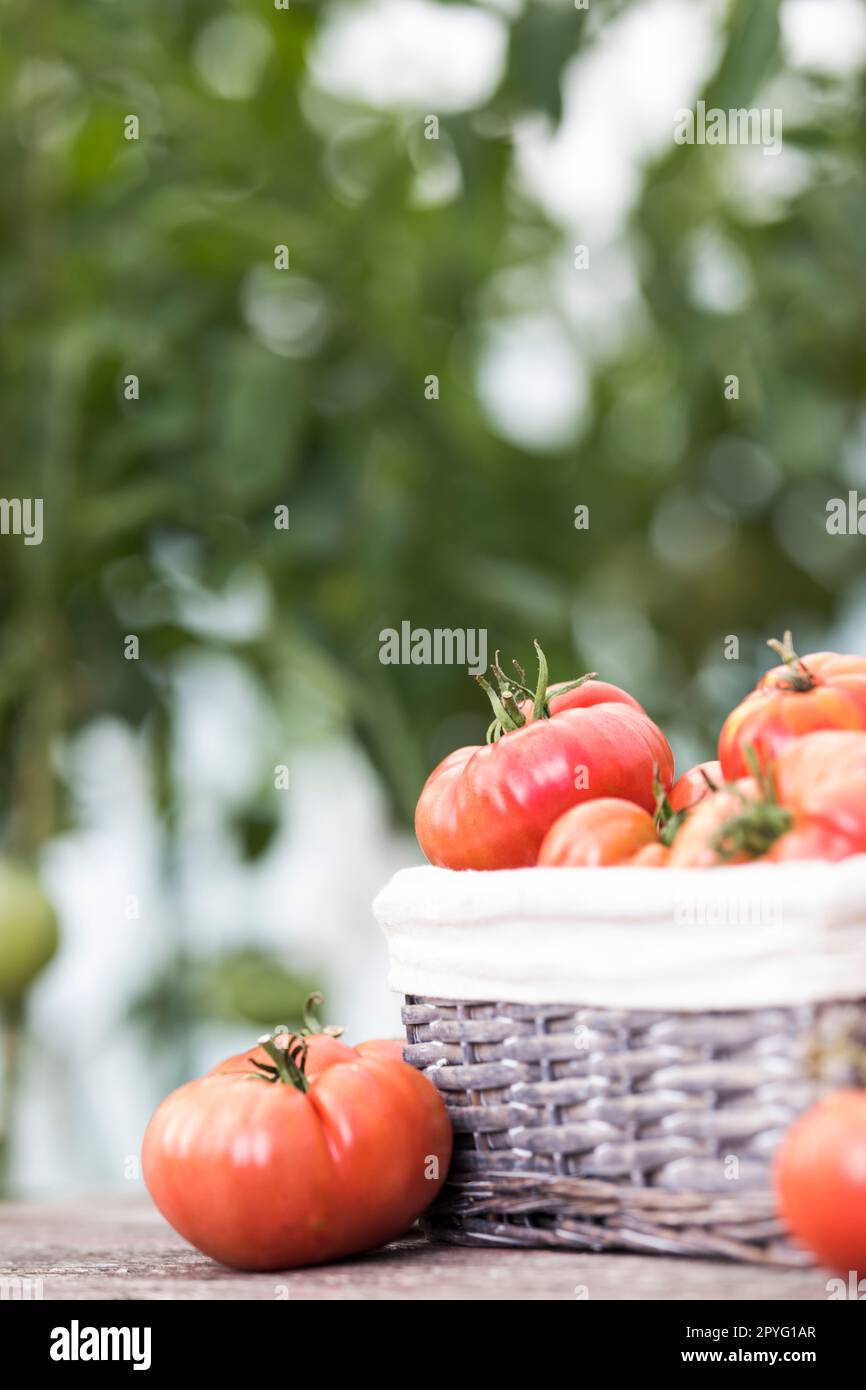 Red Tomatoes in a Greenhouse, organic food Stock Photo - Alamy